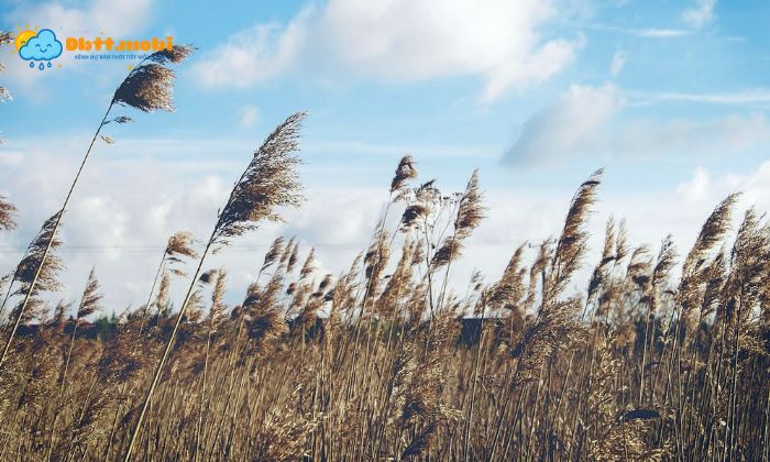 Gio Mua Ha Hoat Dong Manh Me Vao Khoang Tu Thang 5 Den Thang 10