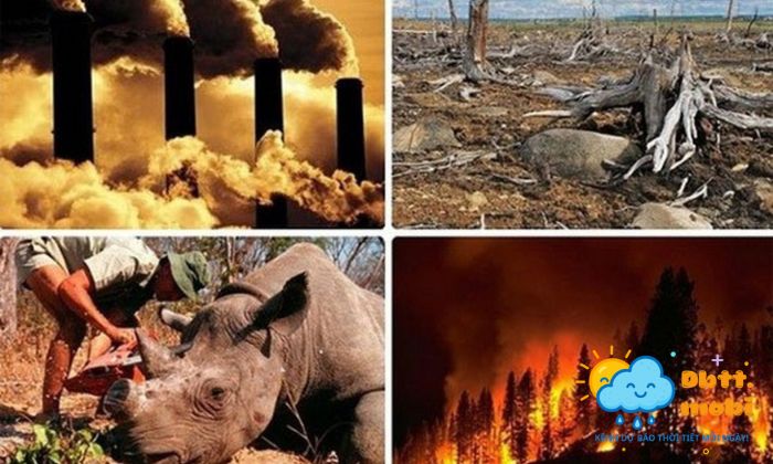 Hanh Dong Cua Con Nguoi La Nguyen Nhan Khong Nho Dan Den Hien Tuong Nay