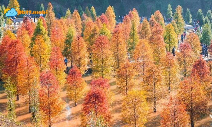 Tham Thuc Vat On Doi Mang Nhung Dac Trung Khac Biet