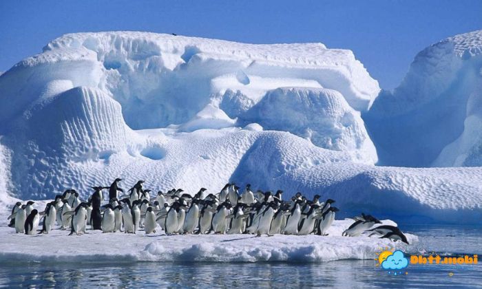 Thuc Vat Va Dong Vat Tai Han Doi Mang Nhung Dac Trung Rieng Biet